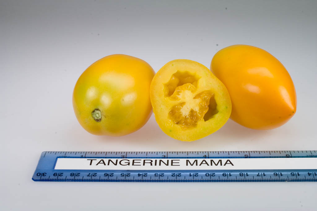 Photo: Tangerine Mama.