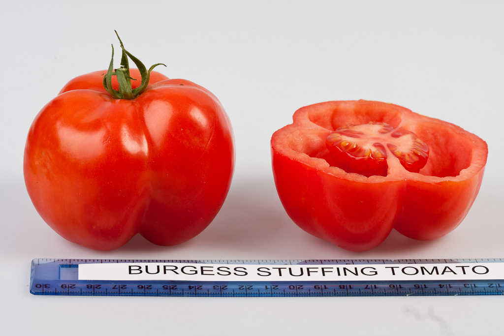 Photo: Burgess Stuffing Tomato.