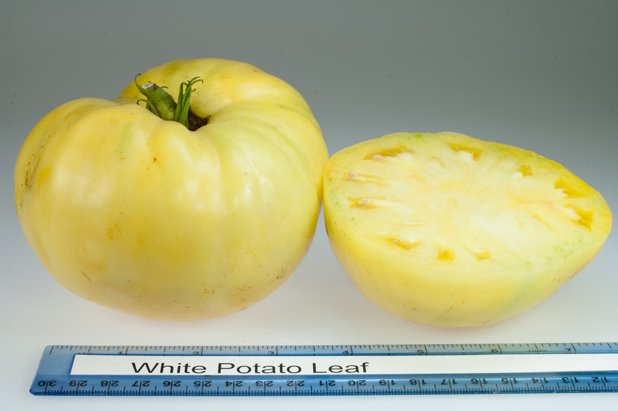 Photo: White Potato Leaf.