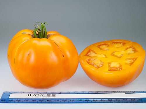 Photo: Jubilee tomato.