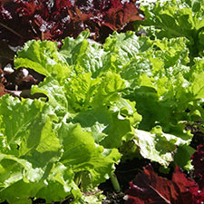 Photo of lettuce.