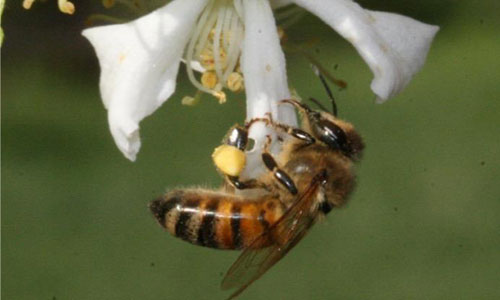 Pollinating Bee.