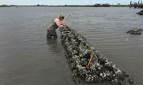 Living shoreline.