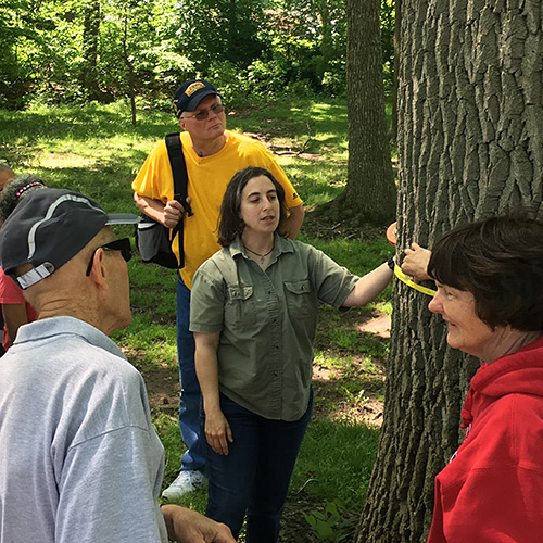 Photo: Extension volunteers measure a tree.