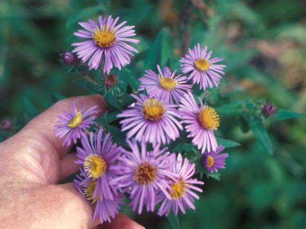 Photo of Aster Flowers
