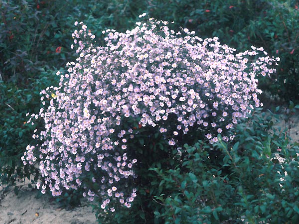 Photo of Aster Plant