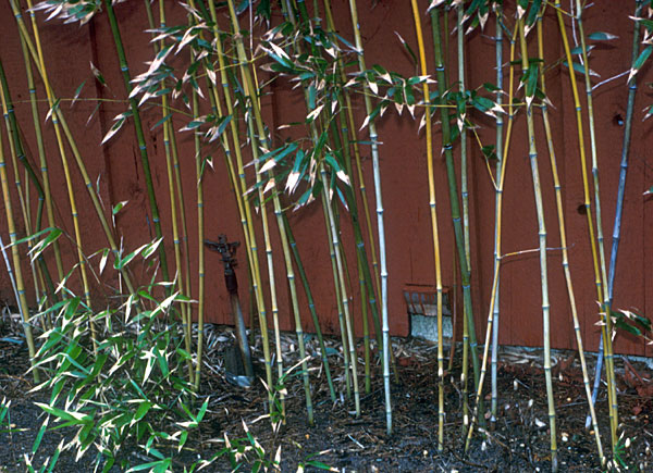 Photo of Bamboo Grass