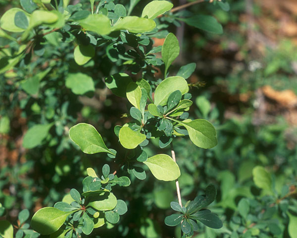 Photo of Barberry
