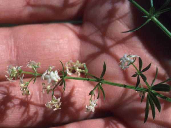 Photo of Bedstraw Flower