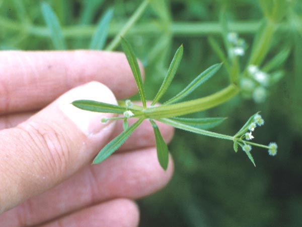 Photo of Bedstraw