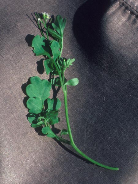 Photo of Bittercress Foliage and Flower