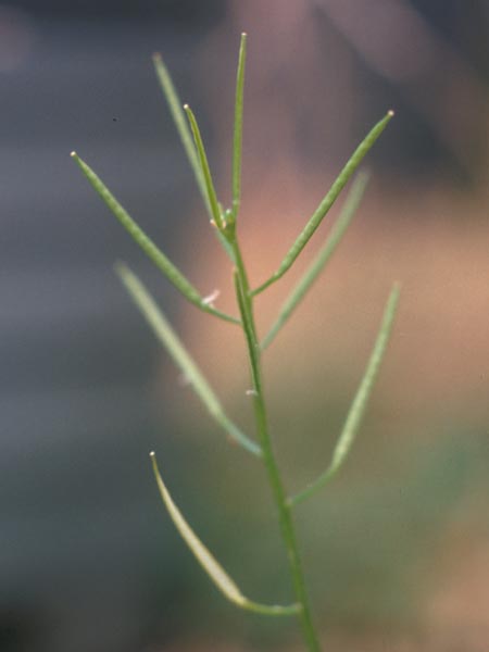 Photo of Bittercress Seed Capsule