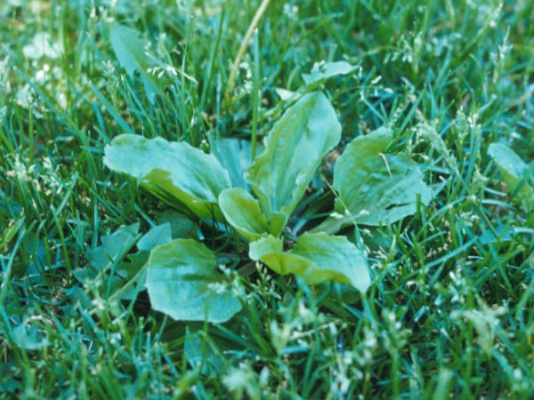 Photo of Broadleaf Plantain