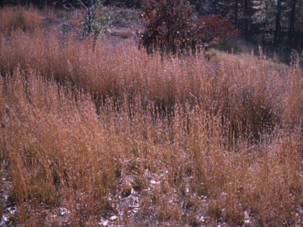 Photo of Broomsedge