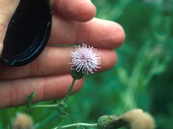 Photo of Canada Thistle Flower