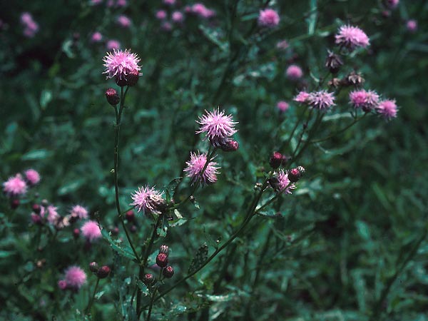 Photo of Canada Thistle