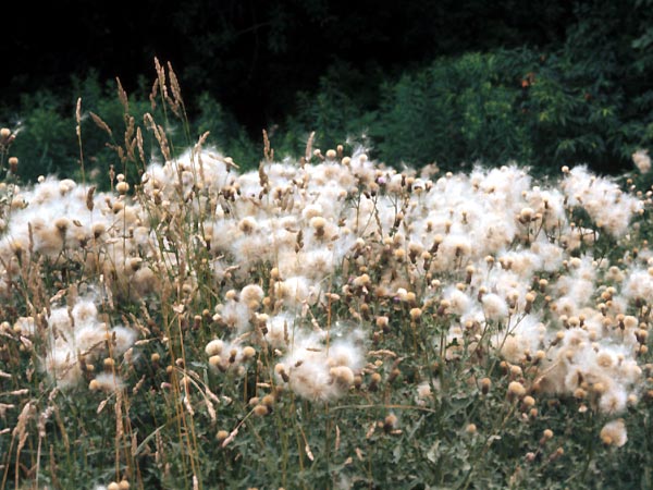 Photo of Canada Thistle Seed Heads