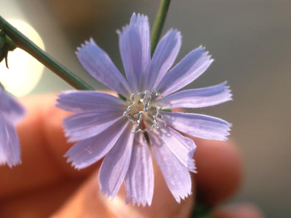 Photo of Chicory Flower