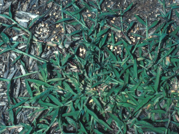Photo of Crabgrass