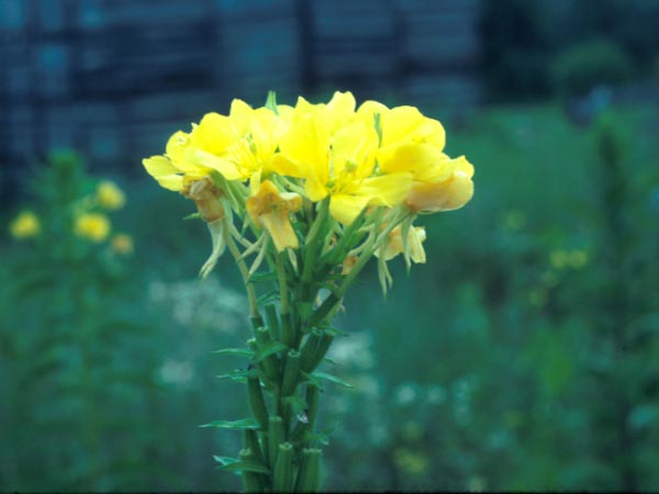 Photo of Evening Primrose Flower