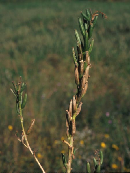 Photo of Evening Primrose Seed Capsules