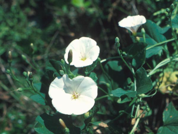 Photo of Field Bindweed Flower