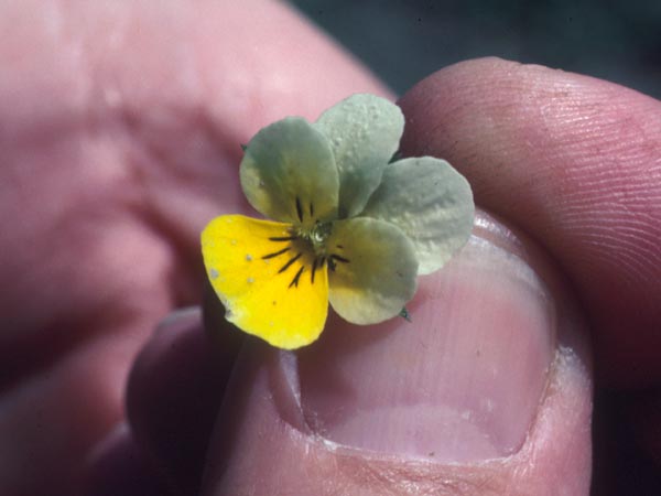 Photo of Field Pansy