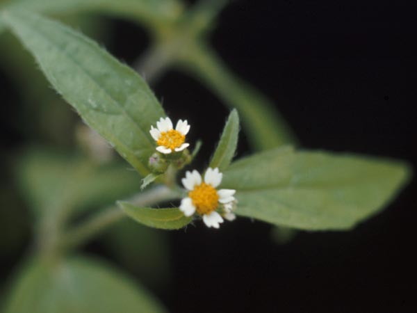 Photo of Galinsoga Flower