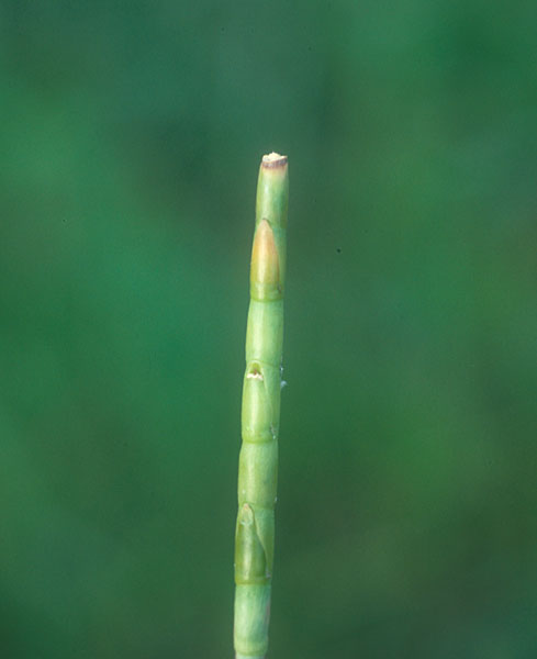 Photo of Eastern Gamma-grass