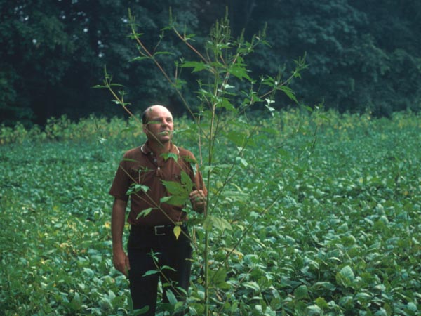 Photo of Giant Ragweed in Field