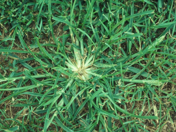Photo of Goosegrass
