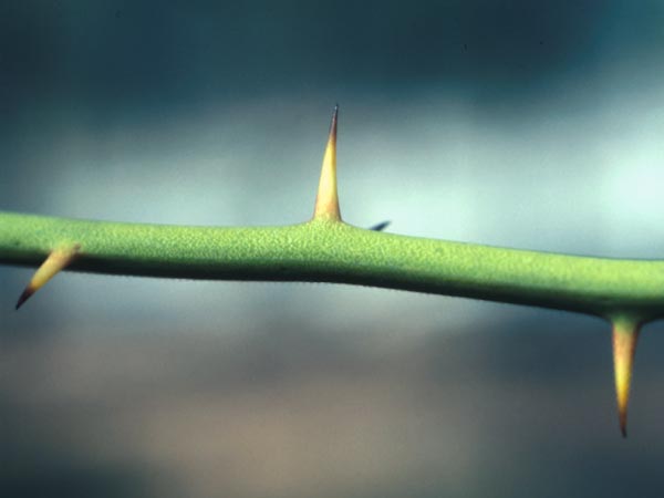 Photo of Greenbriar Thorns
