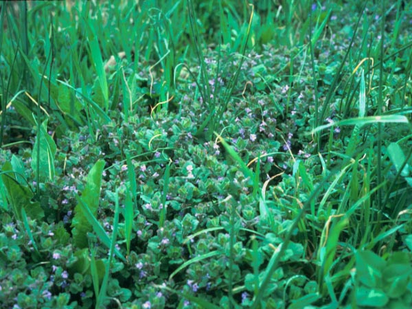 Photo of Ground Ivy Flowers