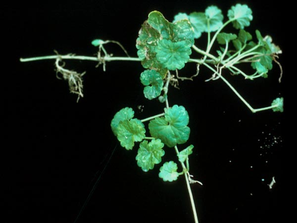Photo of Ground Ivy