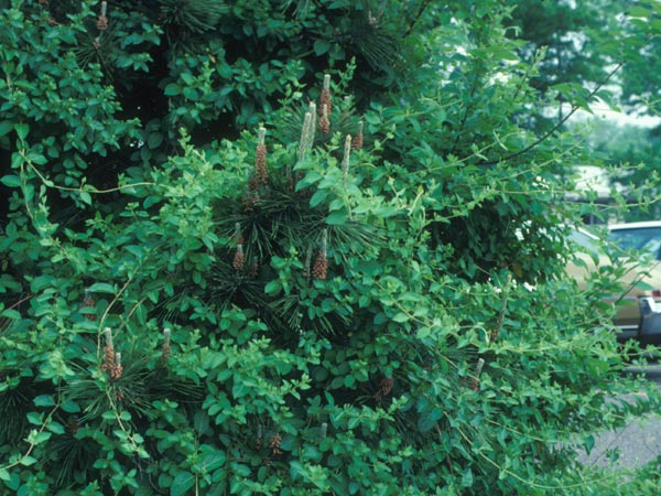 Photo of Honeysuckle in Pine