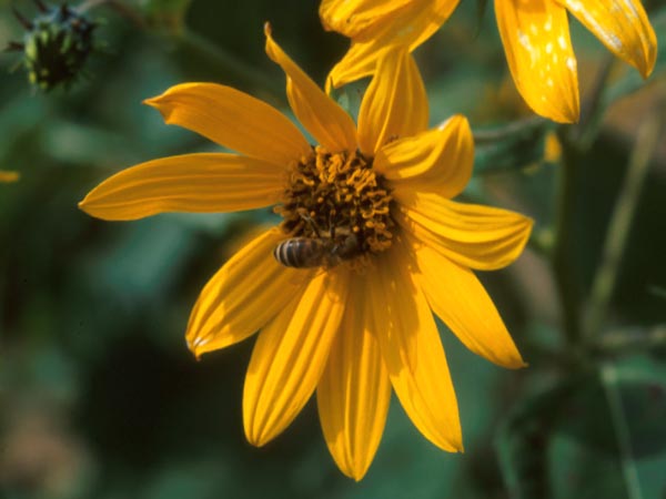 Photo of Jerusalem Artichoke Flower