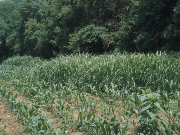 Photo of Johnson Grass in Corn
