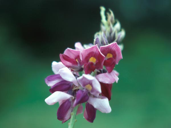 Photo of Kudzu Flower
