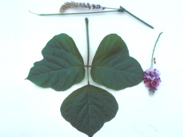 Photo of Kudzu Leaf