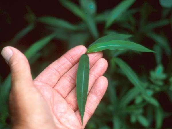 Photo of Mary's Grass Leaf