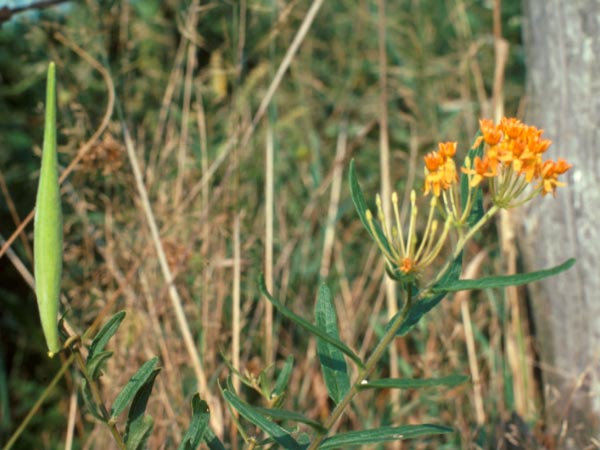 Photo of Orange Milkweed Flowers and Seed Pod