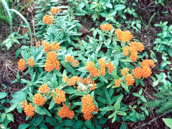 Photo of Orange Milkweed Flowers