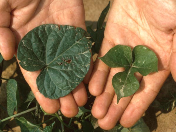 Photo of Morning Glory, Ivy-Leafed