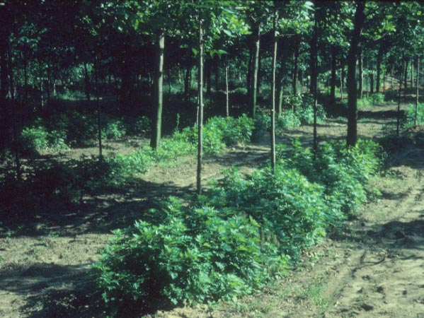 Photo of Mugwort in Shade Trees