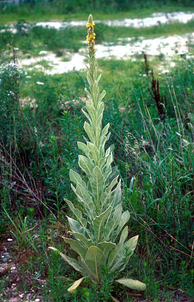Photo of Common Mullein, second year growth