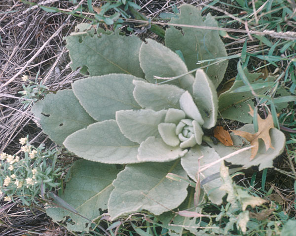 Photo of Common Mullein, first year growth