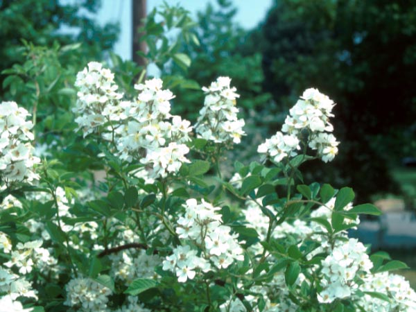 Photo of Multiflora Rose Flowers
