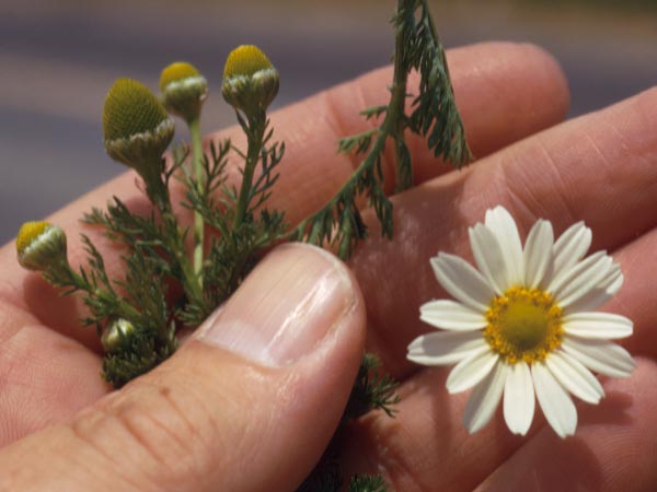 Photo of Comparison of Pineapple Weed and Corn Chamomile Flowers