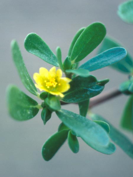 Photo of Purslane Flower