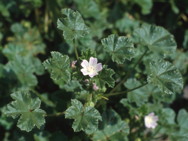 Photo of Roundleaf Mallow